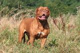 DOGUE DE BORDEAUX 468